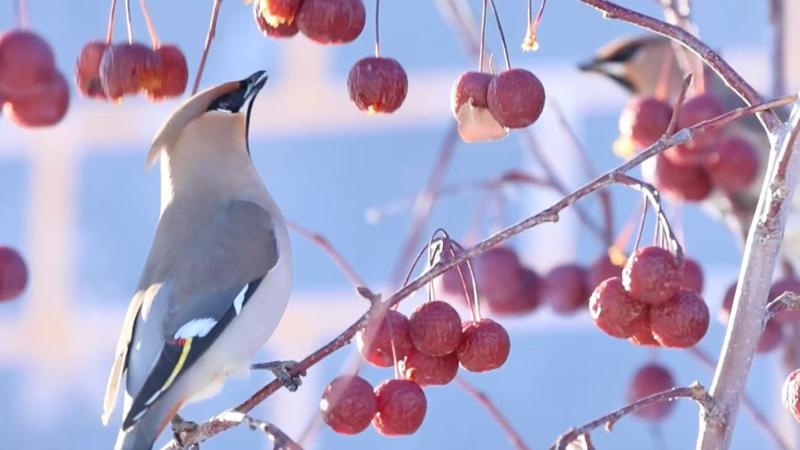 Rare Birds Flock to Xinjiang, Signaling Conservation Wins 🐦🌳 video poster