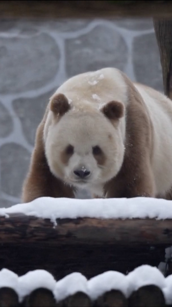 MPXLL3CEGNPDJ49ECAZS - 🌍NewspaperAmigo – Your Global News Buddy 🗞️ World's Only Brown Giant Panda Plays in Snow 🐾❄️ video poster