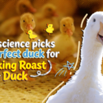 Science Meets Cuisine: How Tech Picks the Perfect Peking Duck 🦆🔬 video poster