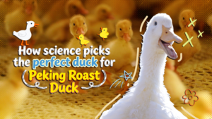 Science Meets Cuisine: How Tech Picks the Perfect Peking Duck 🦆🔬 video poster