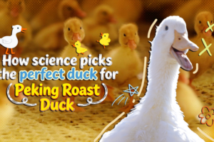 Science Meets Cuisine: How Tech Picks the Perfect Peking Duck 🦆🔬 video poster