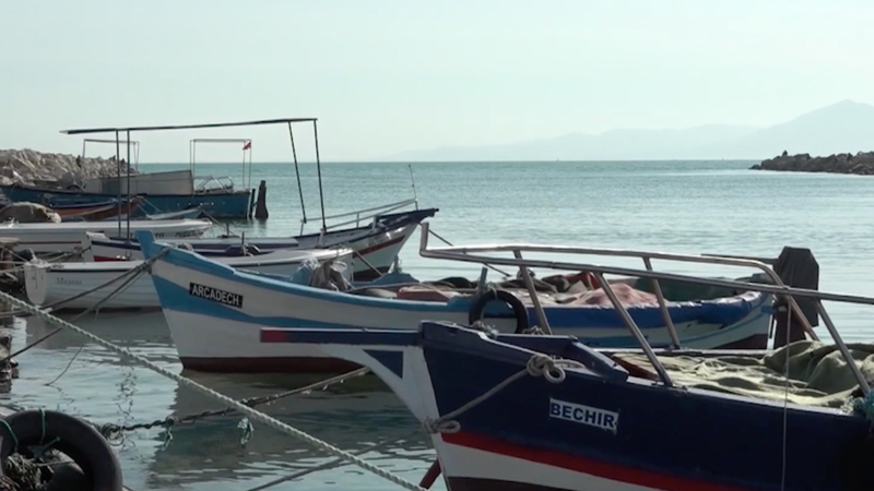 🦈 Tunisia's Great White Sharks Face Extinction Amid Illegal Fishing Crisis video poster