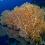 O4WQYZSUJMVQVSYT3G5M - 🌍NewspaperAmigo – Your Global News Buddy 🗞️ China Bids to Host UN High Seas Treaty Hub in Xiamen 🌊