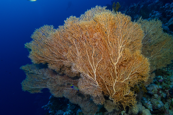 China Bids to Host UN High Seas Treaty Hub in Xiamen 🌊