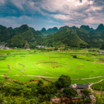 OLF74GKX39BOD1OM1T1U - 🌍NewspaperAmigo – Your Global News Buddy 🗞️ 🍋 New Lemon-Scented Plant Species Discovered in China's Guizhou!