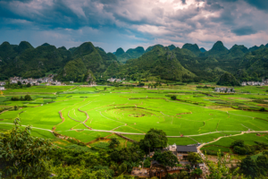 🍋 New Lemon-Scented Plant Species Discovered in China's Guizhou!