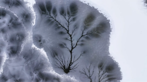 Xinjiang's Ice Trees: Nature's Winter Masterpiece ❄️🌳 video poster