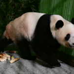 Japan's Last Giant Pandas Return to China 🐼✈️