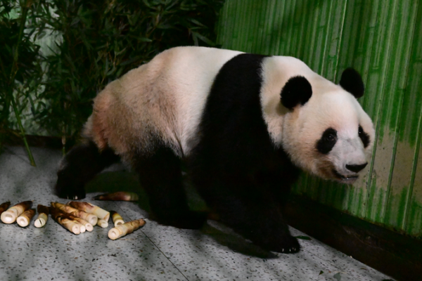 Japan's Last Giant Pandas Return to China 🐼✈️