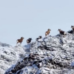Argali Thrive in Xinjiang's Gobi Desert as Conservation Efforts Pay Off 🌿🐑 video poster