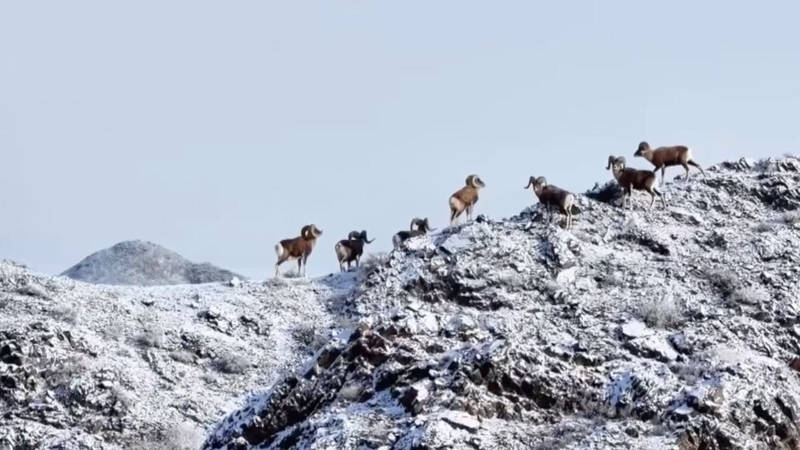 Argali Thrive in Xinjiang's Gobi Desert as Conservation Efforts Pay Off 🌿🐑 video poster