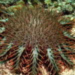 Saving Coral Reefs: China's Starfish Battle in the South China Sea 🌊⭐️ video poster