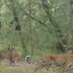 North China Leopards Roam Farther Thanks to Tech-Driven Conservation 🌿📸 video poster