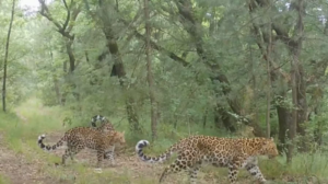 North China Leopards Roam Farther Thanks to Tech-Driven Conservation 🌿📸 video poster