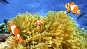 Clownfish & Anemones: South China Sea's Colorful Symbiosis 🌊🐠 video poster