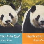 Tokyo's Beloved Panda Twins Set for Farewell Flight to China 🐼✈️