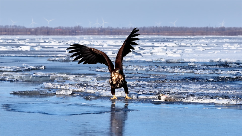 White-Tailed Eagles Thrive in China’s Winter Chill 🦅❄️ video poster