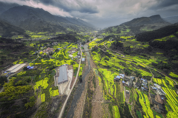 🌼 Winter Blooms: Sichuan's Rapeseed Flowers Defy Seasons! video poster