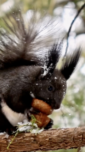 ❄️ Xiao Han 2026: Embracing Winter’s Quiet Before Spring’s Bloom 🌸 video poster