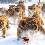 ❄️ Siberian Tigers Roam Snowy Heilongjiang as Winter Tourism Booms in 2026
