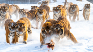 ❄️ Siberian Tigers Roam Snowy Heilongjiang as Winter Tourism Booms in 2026