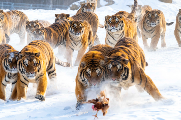 ❄️ Siberian Tigers Roam Snowy Heilongjiang as Winter Tourism Booms in 2026