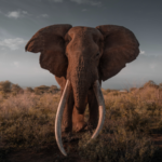 Kenya Begins Taxidermy for Legendary Elephant Craig 🐘✨