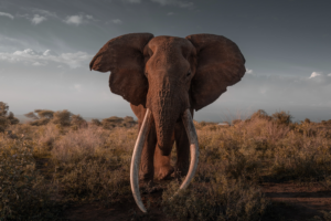 Kenya Begins Taxidermy for Legendary Elephant Craig 🐘✨
