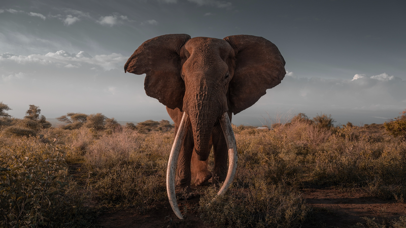 Kenya Begins Taxidermy for Legendary Elephant Craig 🐘✨
