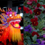 Dragon Lanterns & Blooms: China’s Spring Festival Rush Heats Up 🌸🏮 video poster