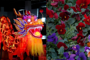 Dragon Lanterns & Blooms: China’s Spring Festival Rush Heats Up 🌸🏮 video poster