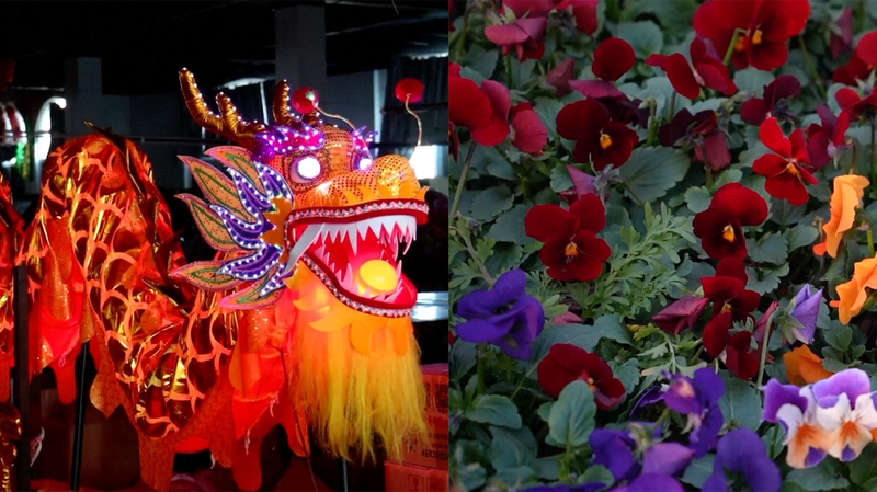 Dragon Lanterns & Blooms: China’s Spring Festival Rush Heats Up 🌸🏮 video poster