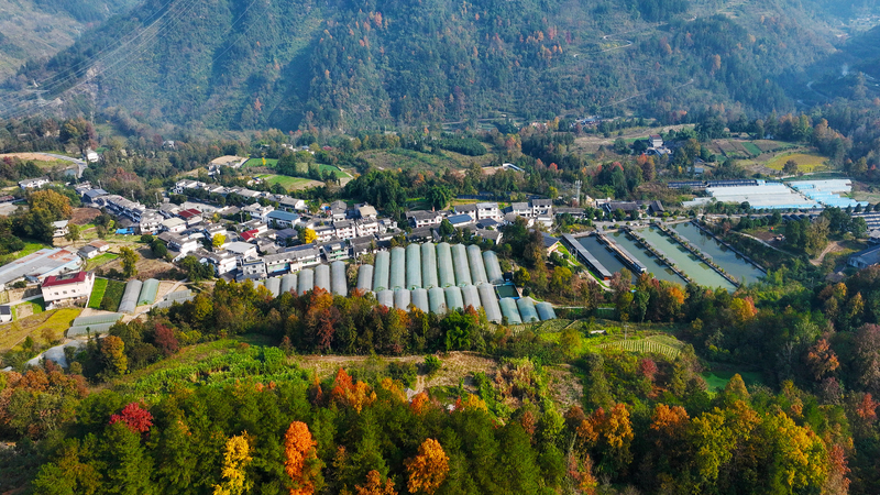 China’s Rural Revamp: Industries Fuel 2026 Growth 🌾🚜