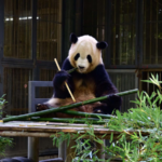 Fuzhou Panda World Reopens with Five Adorable New Residents 🐼 video poster