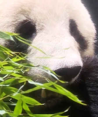 Japan’s Last Pandas Return to China: End of an Era 🐼✈️ video poster