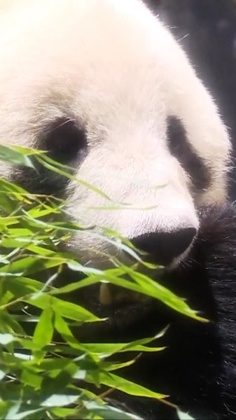 Japan’s Last Pandas Return to China: End of an Era 🐼✈️ video poster