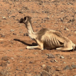 Kenya's Drought Crisis: Pastoral Communities Fight for Survival 🌍🔥