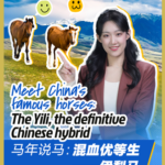 Meet China's Yili Horse: The Hybrid Breed Shaping Equestrian Heritage 🐎 video poster
