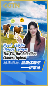 Meet China's Yili Horse: The Hybrid Breed Shaping Equestrian Heritage 🐎 video poster