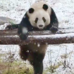 ZYTHNPDC1RNPZCW07CD1 - 🌍NewspaperAmigo – Your Global News Buddy 🗞️ Twin Pandas Steal Hearts with Snow Day Shenanigans in Xi’an 🐼❄️ video poster