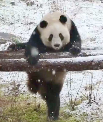 Twin Pandas Steal Hearts with Snow Day Shenanigans in Xi’an 🐼❄️ video poster