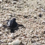 Hainan's Sansha Welcomes First Sea Turtle Eggs of 2026 🐢🌊 video poster