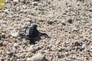 Hainan's Sansha Welcomes First Sea Turtle Eggs of 2026 🐢🌊 video poster