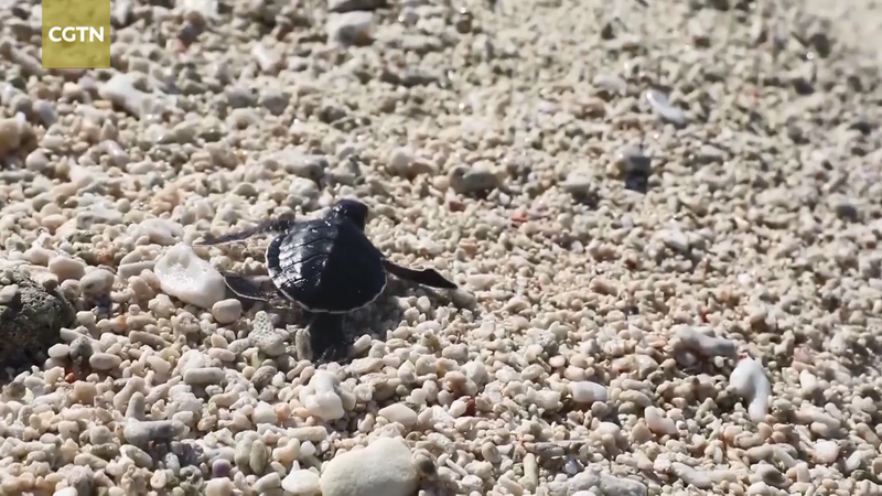 Hainan's Sansha Welcomes First Sea Turtle Eggs of 2026 🐢🌊 video poster