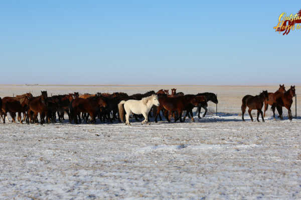 Mongolian Horses: Tiny Titans with a Legendary Legacy 🐎