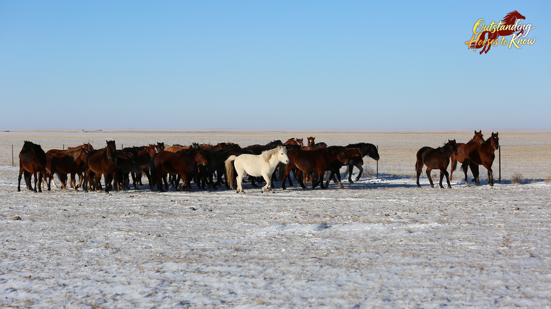 Mongolian Horses: Tiny Titans with a Legendary Legacy 🐎