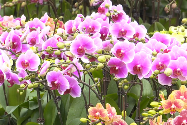 Xinjiang's Spring Flower Market Blooms Ahead of Year of the Horse 🌸🐎 video poster