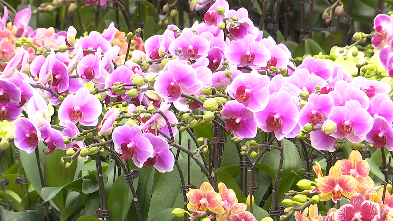 0P9BPK5YBGYW8OZUAJSU - 🌍NewspaperAmigo – Your Global News Buddy 🗞️ Xinjiang's Spring Flower Market Blooms Ahead of Year of the Horse 🌸🐎 video poster