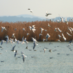 Suzhou’s Winter Wonderland: Migratory Birds & Tech Boom Light Up Taihu Lake 🌿📸 video poster