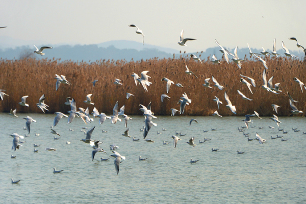 Suzhou’s Winter Wonderland: Migratory Birds & Tech Boom Light Up Taihu Lake 🌿📸 video poster